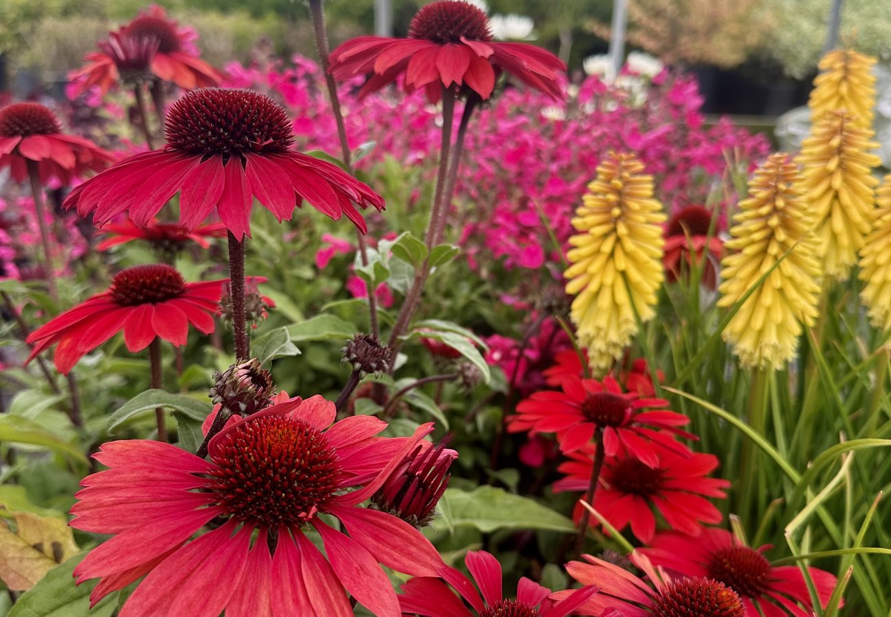 Westcan trial garden in bloom — Echinacea and Kniphofia grown from licensed breeder genetics